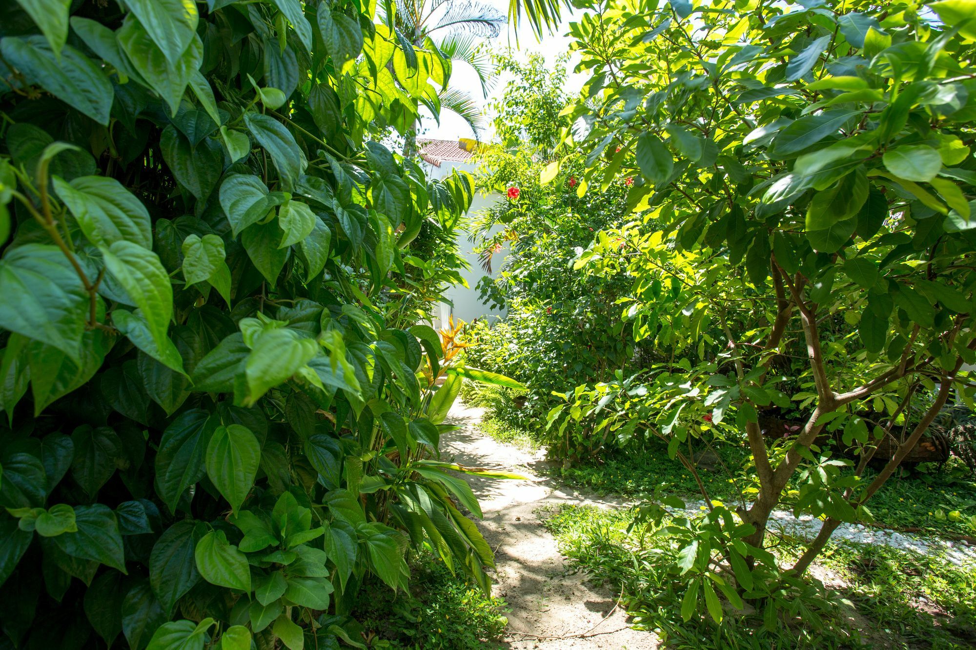 Red Flower Cottages Homestay Hoi An Bagian luar foto